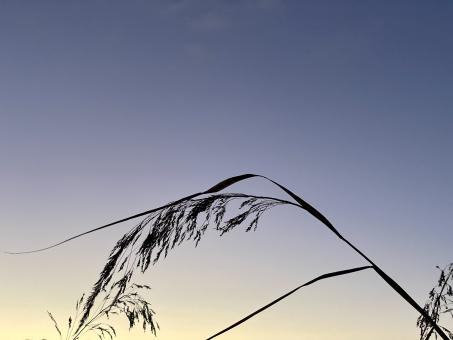 Free Stock Photo of Tall grass