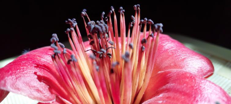 Free Stock Photo of Red Macro Flower