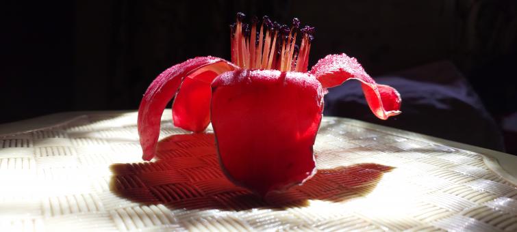 Free Stock Photo of Exotic red flower