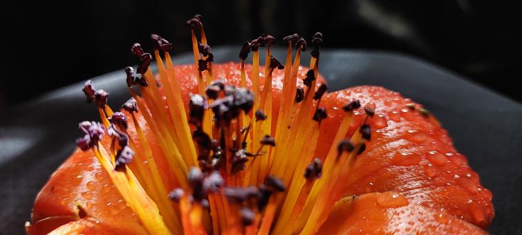 Free Stock Photo of Orange Macro Flower