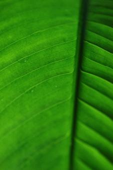 Free Stock Photo of Green leaf macro