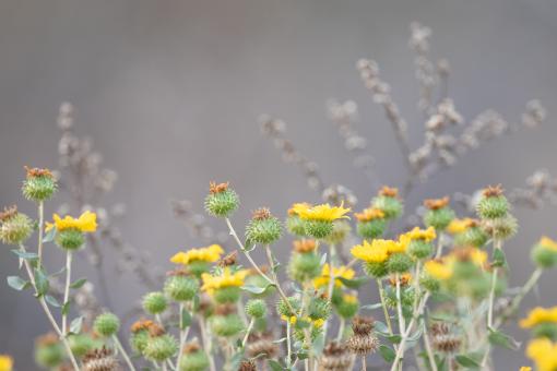 Free Stock Photo of Wildflower blossoms