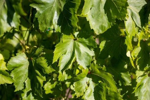 Free Stock Photo of Grape leaves