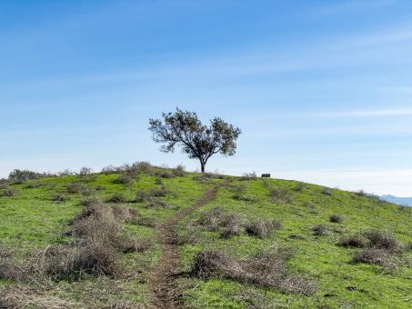 Free Stock Photo of Tree on a hill