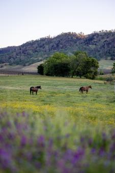 Free Stock Photo of Horses in a field