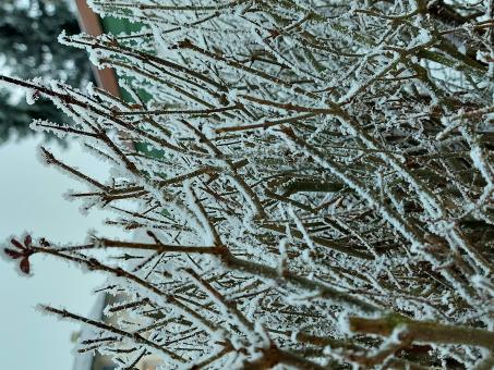 Free Stock Photo of Frosty branches