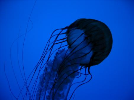 Free Stock Photo of Jellyfish