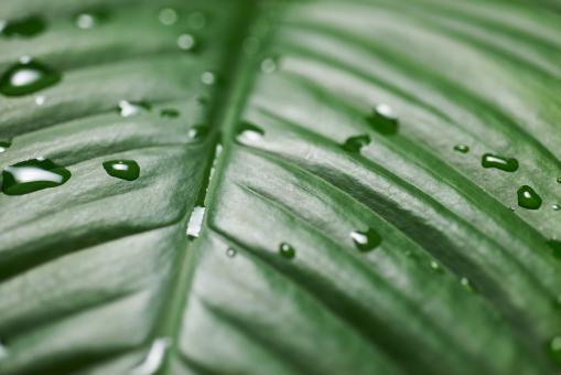 Free Stock Photo of Marco green leaf