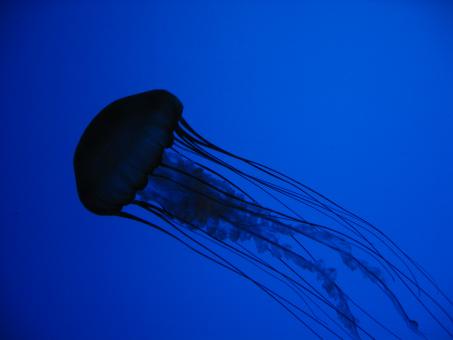 Free Stock Photo of Jellyfish
