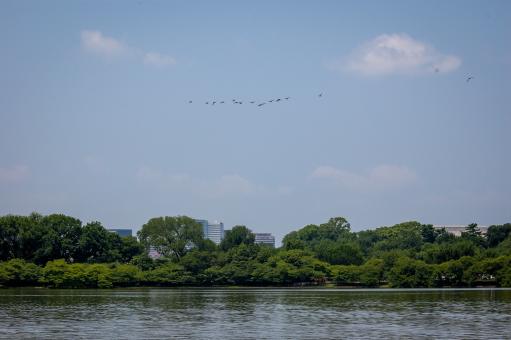 Free Stock Photo of Flock of birds