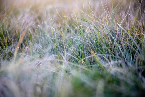Free Stock Photo of Tall grass background