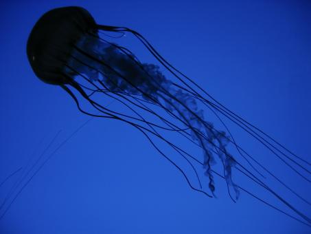 Free Stock Photo of Jellyfish