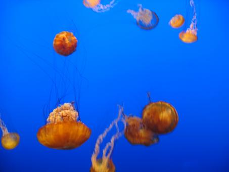 Free Stock Photo of Jellyfish background