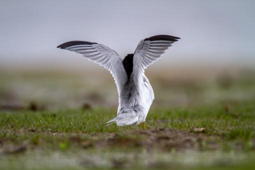 Free Stock Photo of Bird wingspan