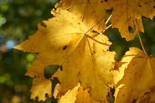 Free Stock Photo of Fall Leaf