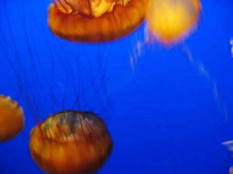 Free Stock Photo of Jellyfish background