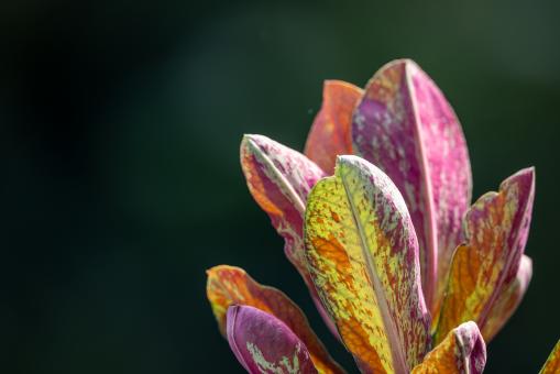 Free Stock Photo of Praying plant