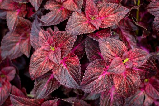 Free Stock Photo of Red leaves background