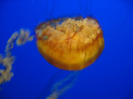 Free Stock Photo of Jellyfish background