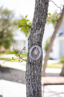 Free Stock Photo of Oak tree