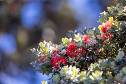 Free Stock Photo of Tropical flowers
