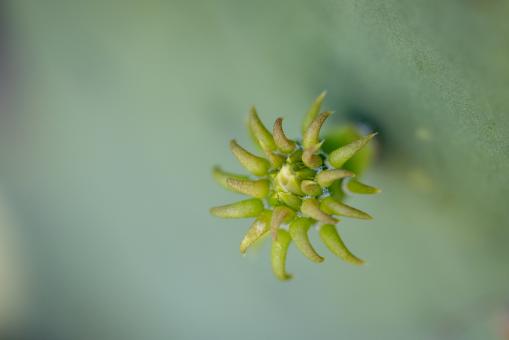 Free Stock Photo of Small cactus plant