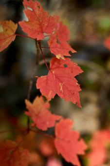 Free Stock Photo of Red Fall Leaves