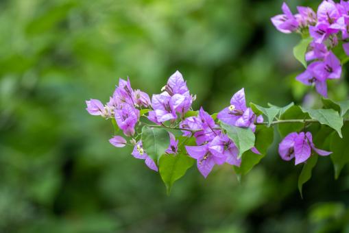 Free Stock Photo of Purple Wildflowers