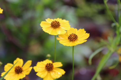 Free Stock Photo of Then Desert Flower Coreopsis in Flower Garden