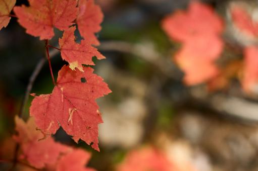 Free Stock Photo of Red fall leaves
