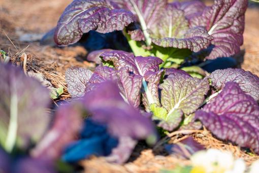 Free Stock Photo of Garden lettuce