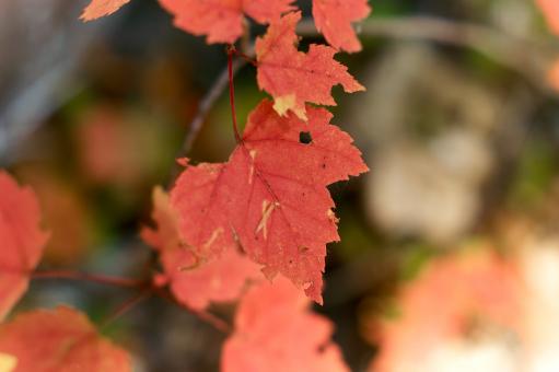 Free Stock Photo of Fall maple leaves