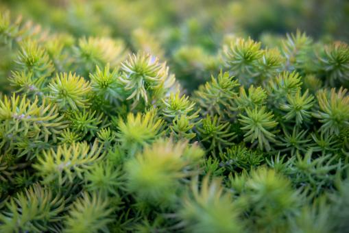 Free Stock Photo of Green plant background