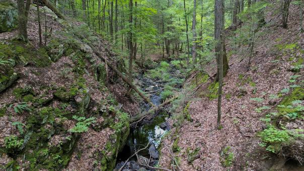 Free Stock Photo of Stream in the forest