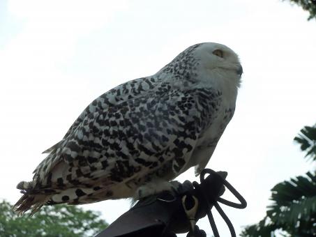 Free Stock Photo of Snowy owl