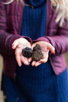 Free Stock Photo of Fresh truffles