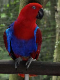Free Stock Photo of eclectus parrot