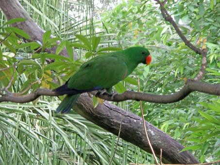 Free Stock Photo of eclectus parrot