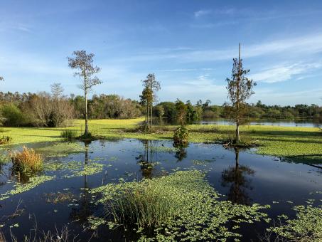 Free Stock Photo of Rural swamp