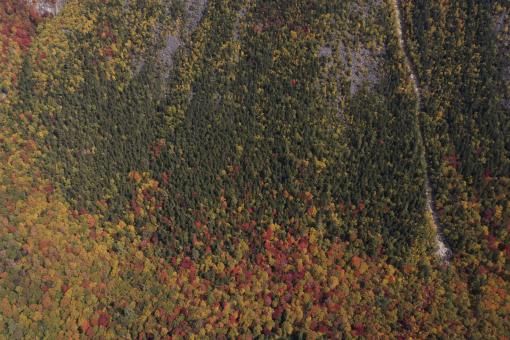 Free Stock Photo of Fall trees from above