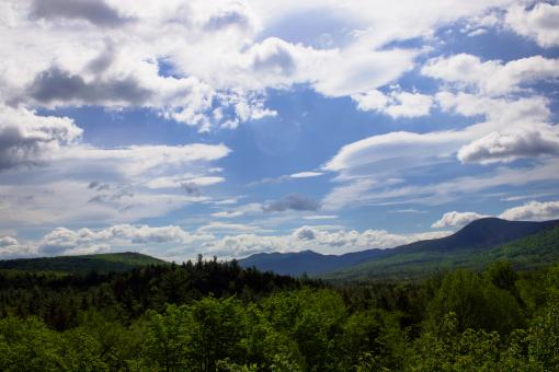 Free Stock Photo of Scenic forest view