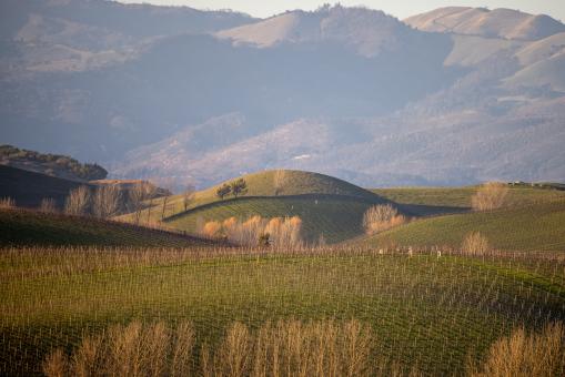 Free Stock Photo of Napa valley landscape