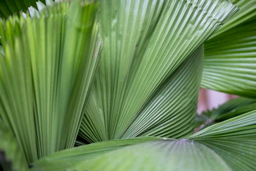 Free Stock Photo of Palm leaves background