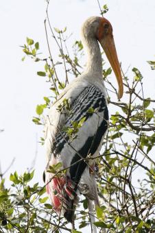 Free Stock Photo of Painted stork