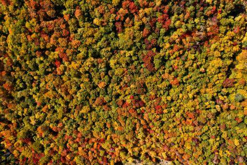 Free Stock Photo of Fall forest aerial