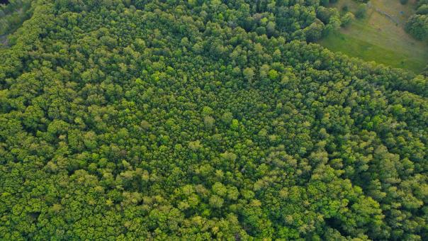 Free Stock Photo of Forest aerial
