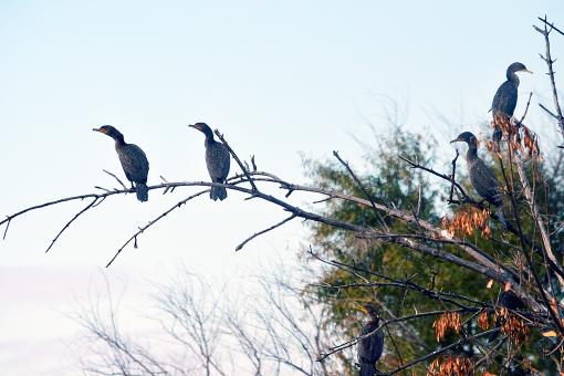 Free Stock Photo of Birds of the Yolo Bypass