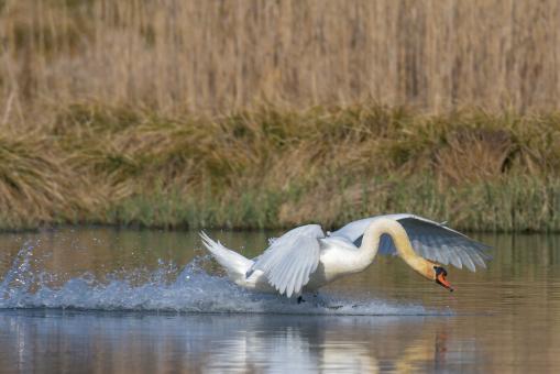 Free Stock Photo of Swan Landing