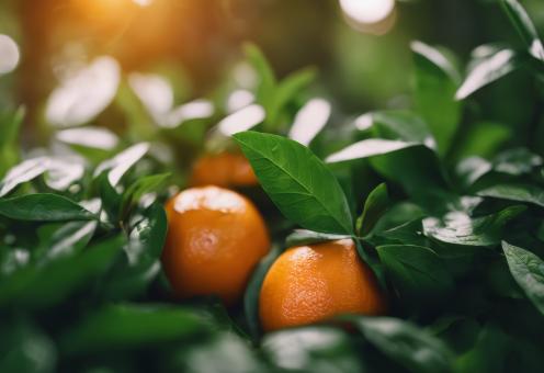 Free Stock Photo of Fresh Orange With Green Leaves