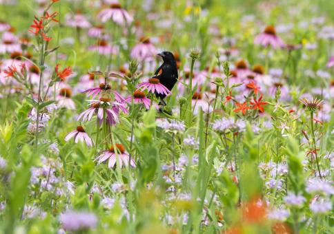 Free Stock Photo of A red-wing blackbird